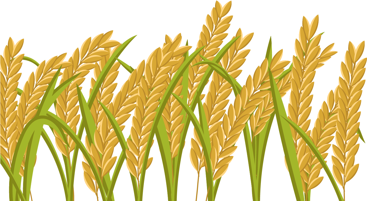 Download Golden Rice Stalks Illustration | Wallpapers.com