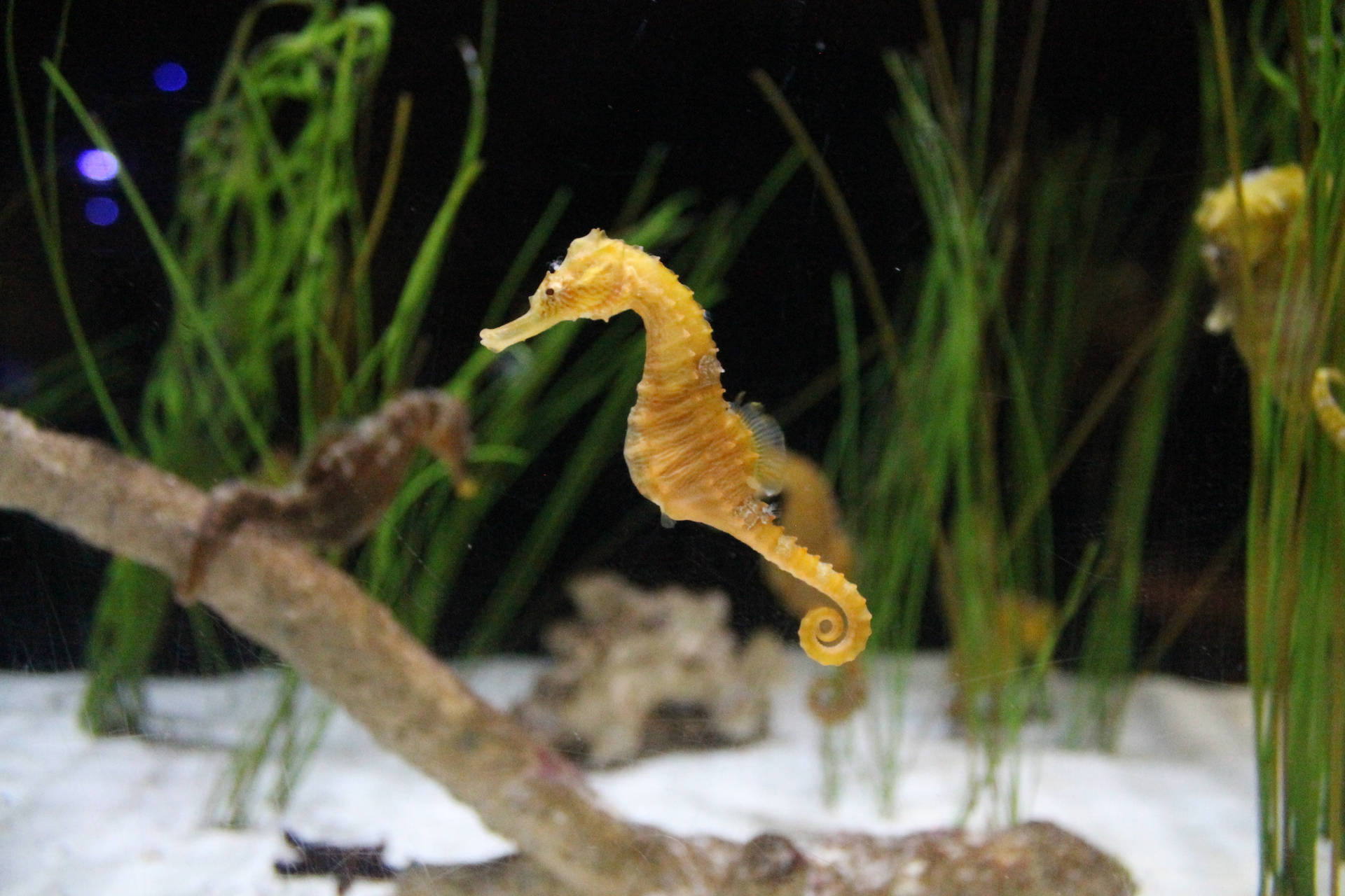 Golden Seahorse Akvarium Wallpaper