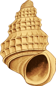 Golden Seashell Illustration PNG