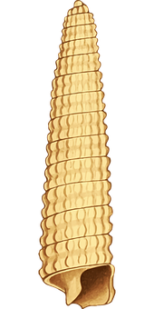 Golden Seashell Silhouette PNG