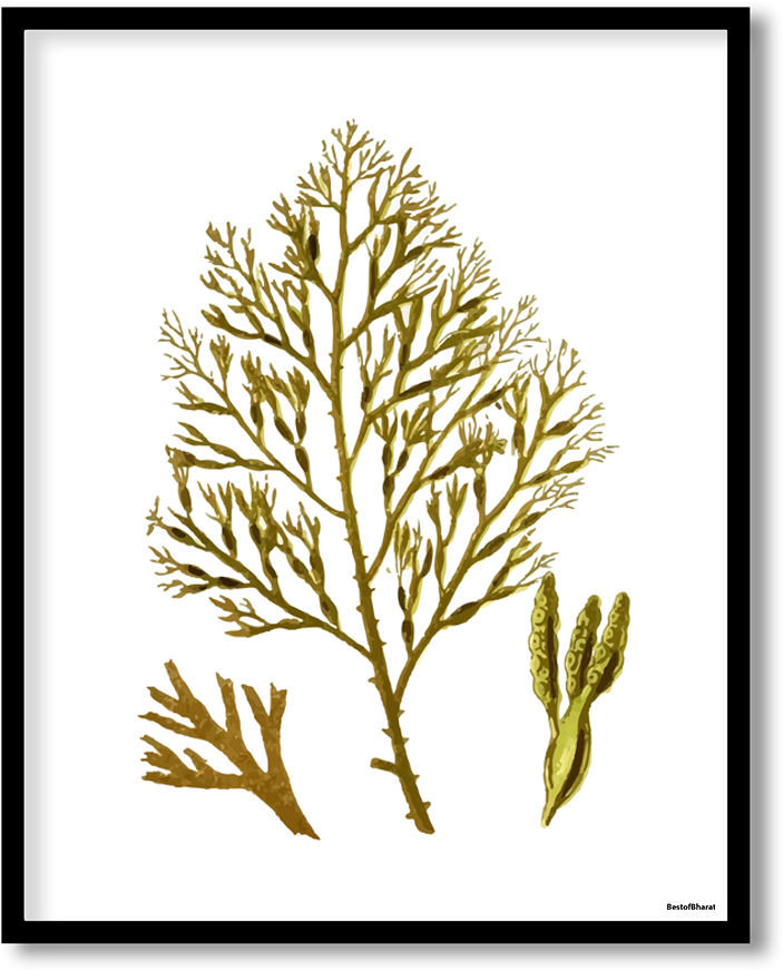 Golden Seaweed Illustration PNG