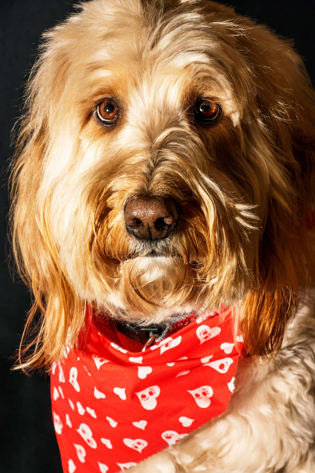 Gylden Bustete Hund Rød Bandana Bakgrunnsbildet