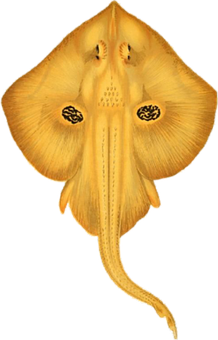 Golden Skate Ray Underbelly PNG