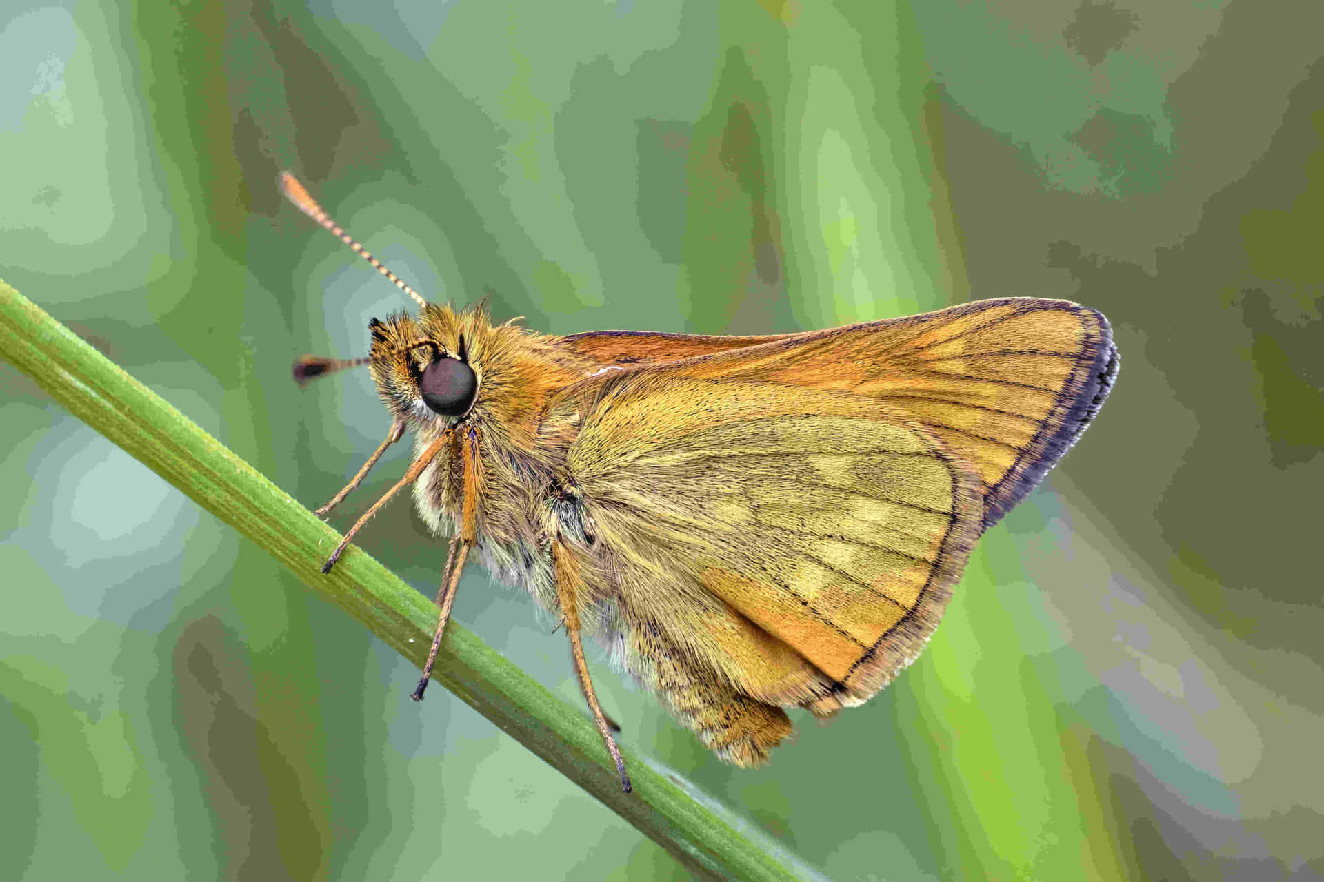 Golden Skipper Butterflyon Stem.jpg Wallpaper