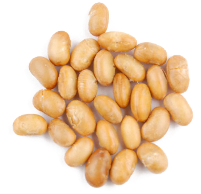 Golden Soybeans Top View PNG