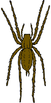 Golden Spider Silhouette PNG