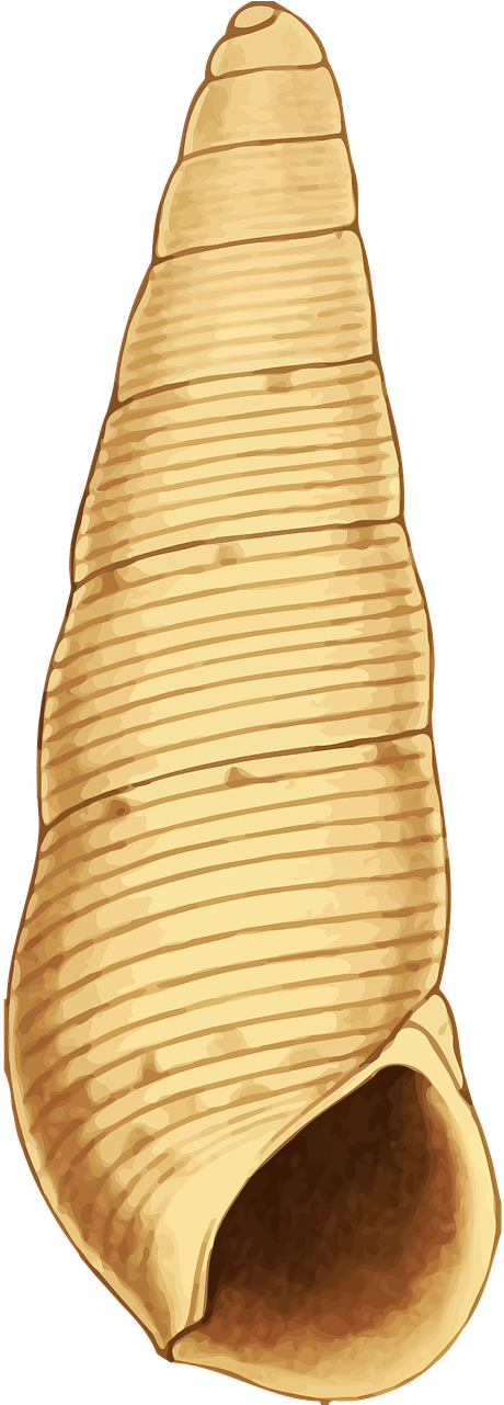 Golden Spiral Seashell Illustration PNG