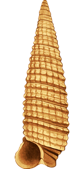 Golden Spiral Shell PNG