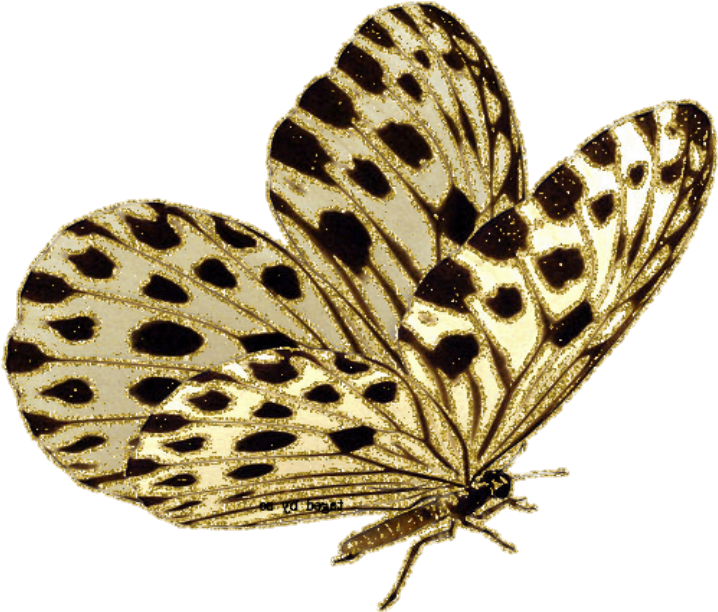 Golden Spotted Moth Illustration PNG