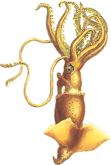 Golden Squid Illustration PNG