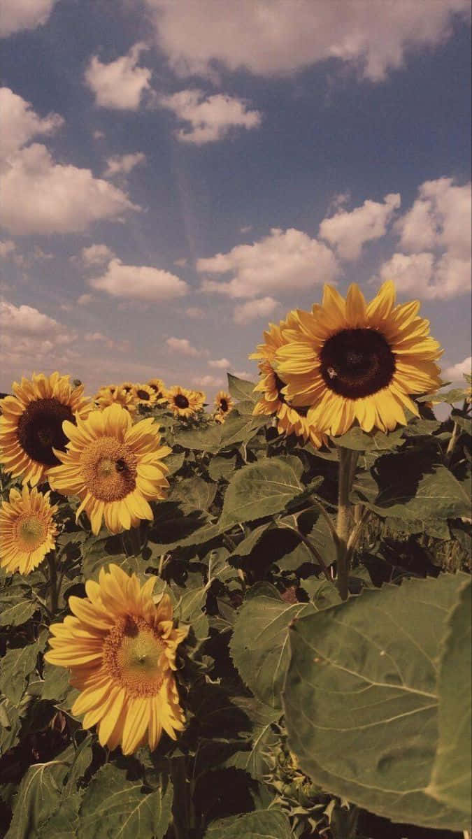 Golden_ Sunflower_ Field_ Vintage_ Sky Wallpaper