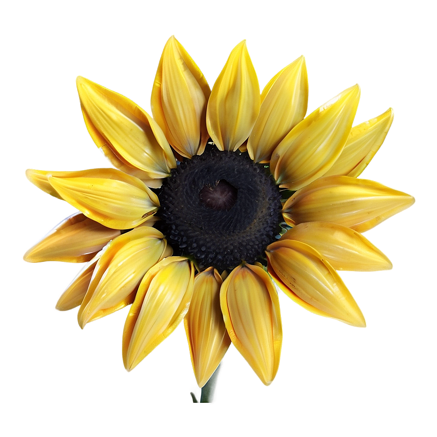 Golden Sunflower Spring Png 06272024 PNG