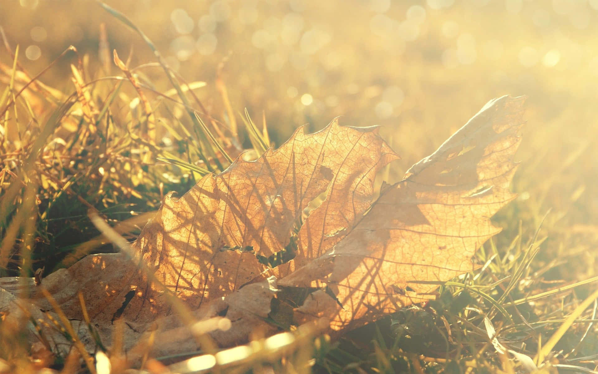 Golden Sunlight Autumn Leaf Wallpaper