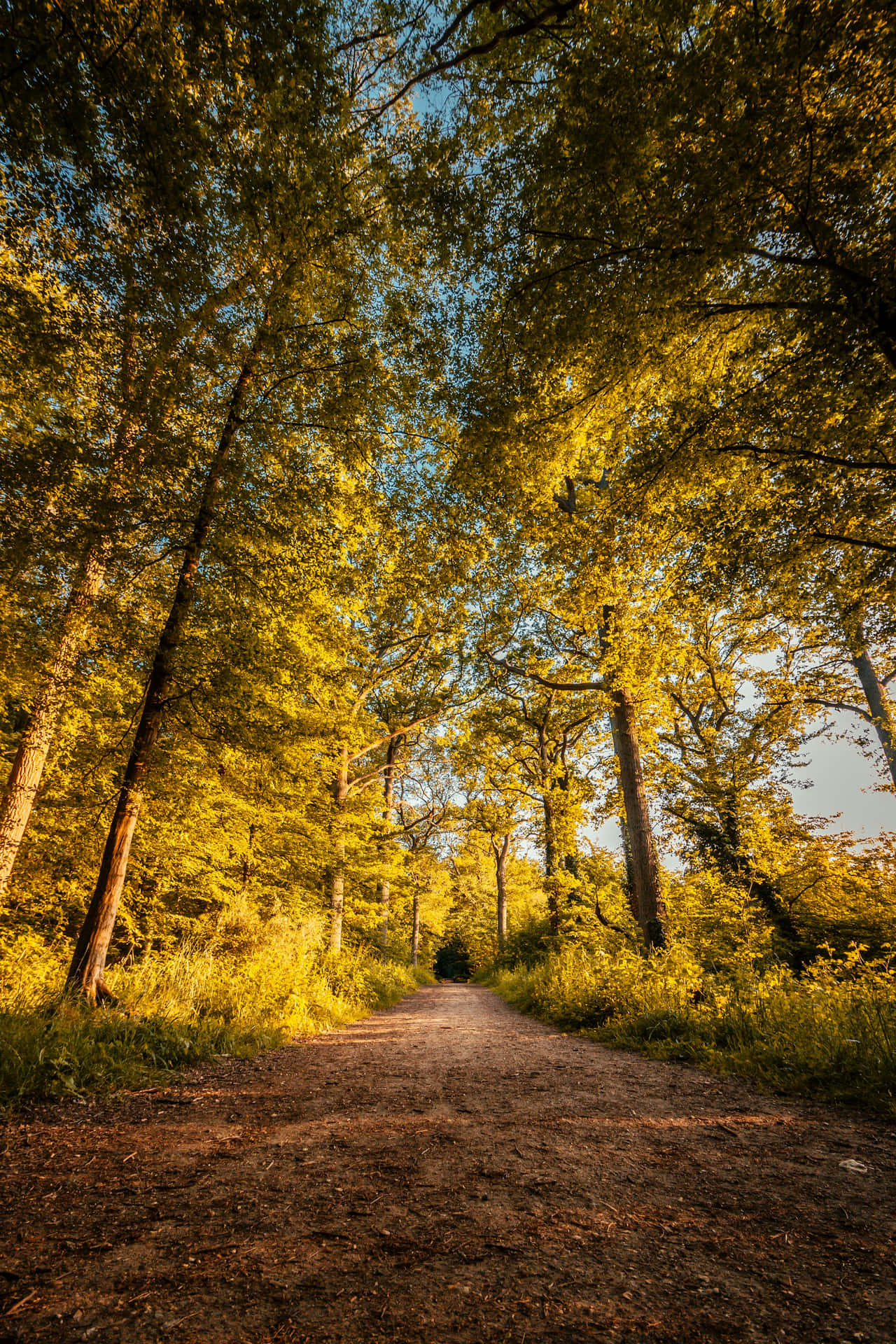 Golden Sunlight Forest Path.jpg Wallpaper