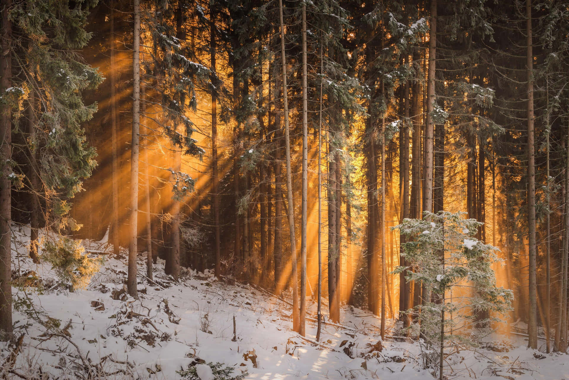 Golden_ Sunlight_ Through_ Winter_ Forest.jpg Wallpaper