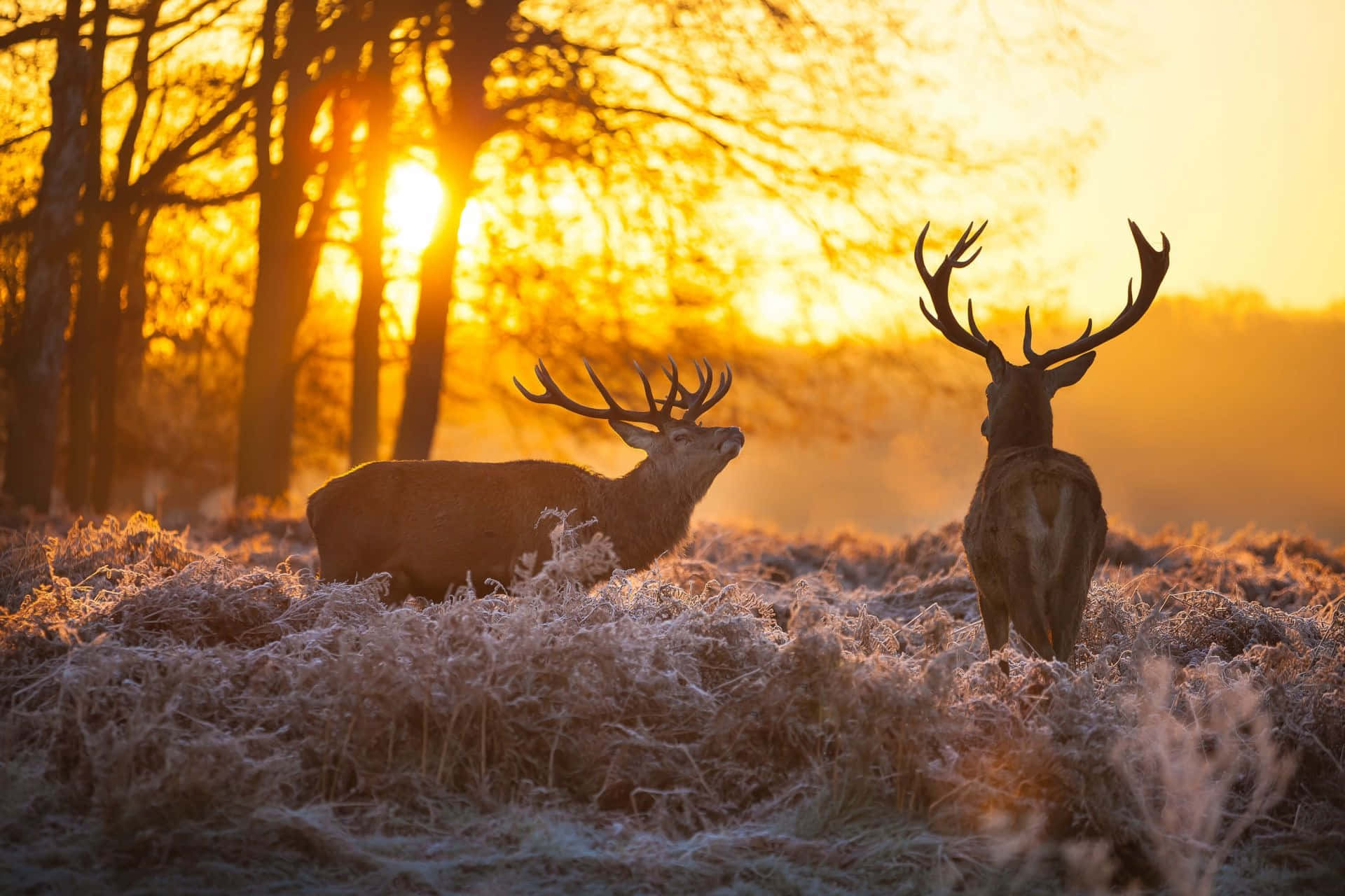 Golden Sunrise Deer Frosty Meadow Wallpaper