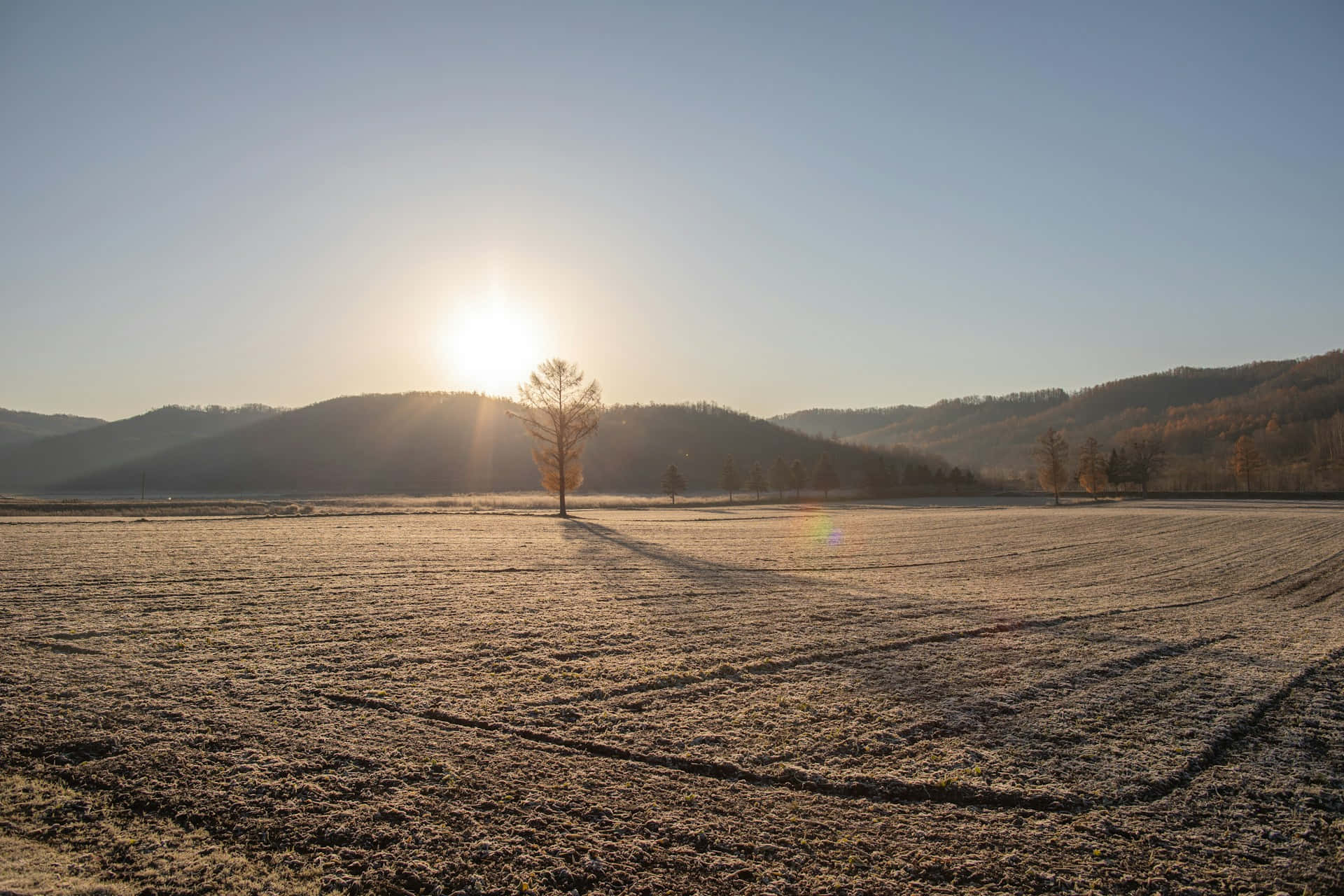 Golden Sunrise Field.jpg Wallpaper