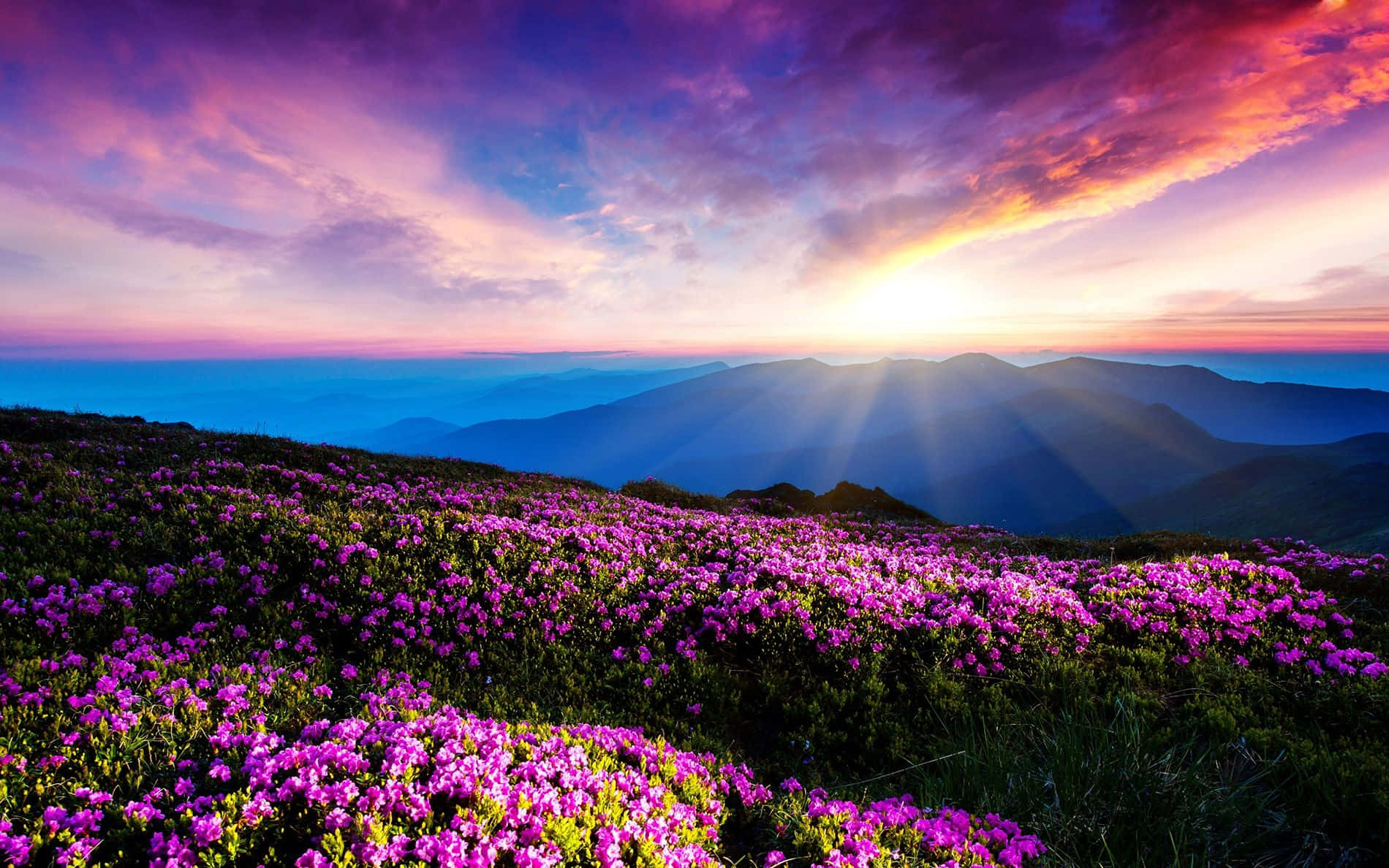 Golden Sunrise In Tranquil Field