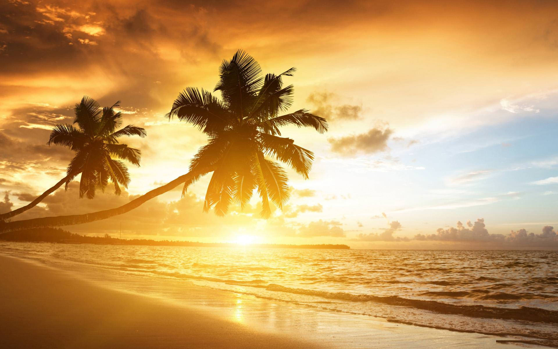 Golden sunset and palm trees at the beach desktop wallpaper. 