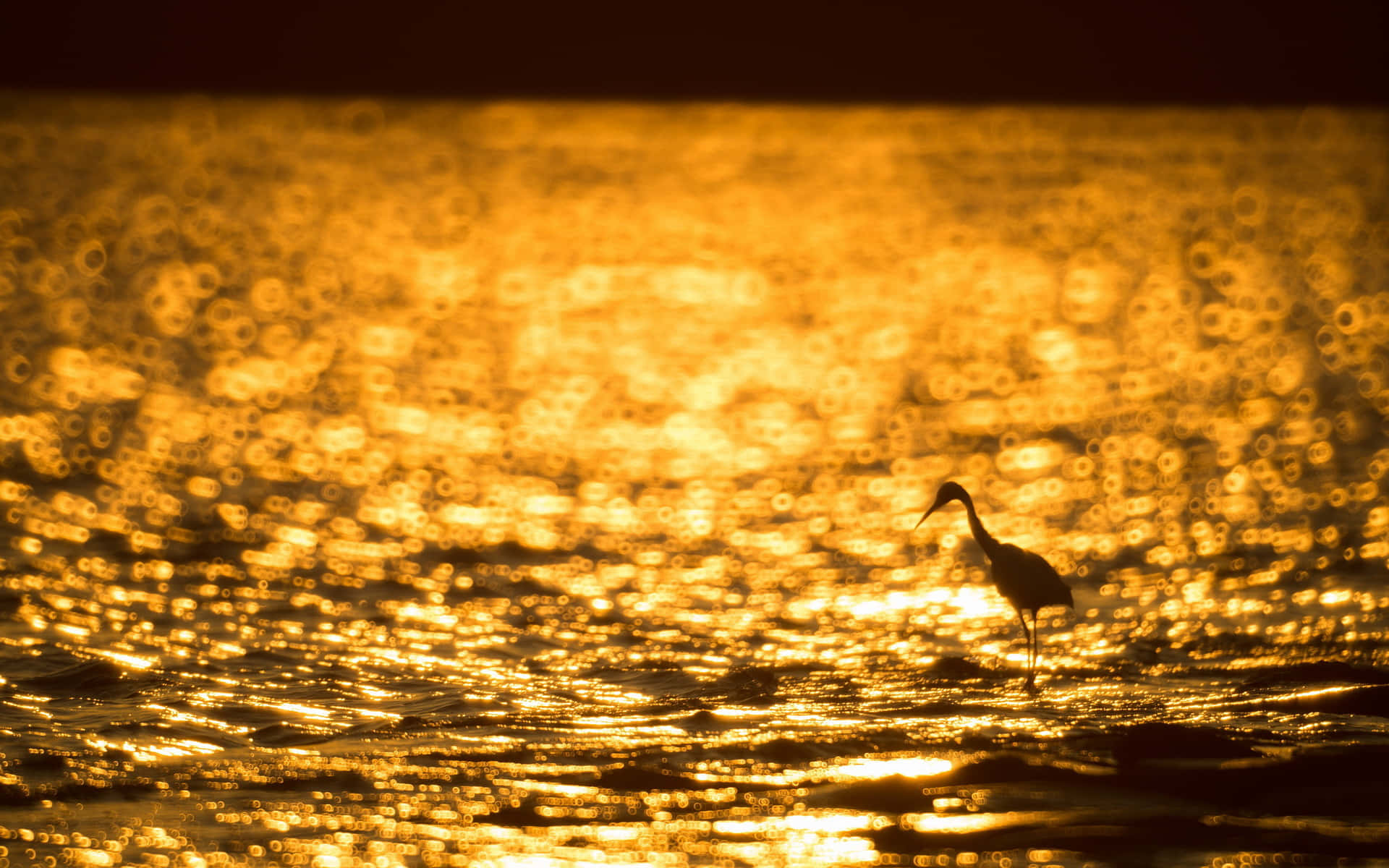 Golden Sunset Heron Silhouette Wallpaper