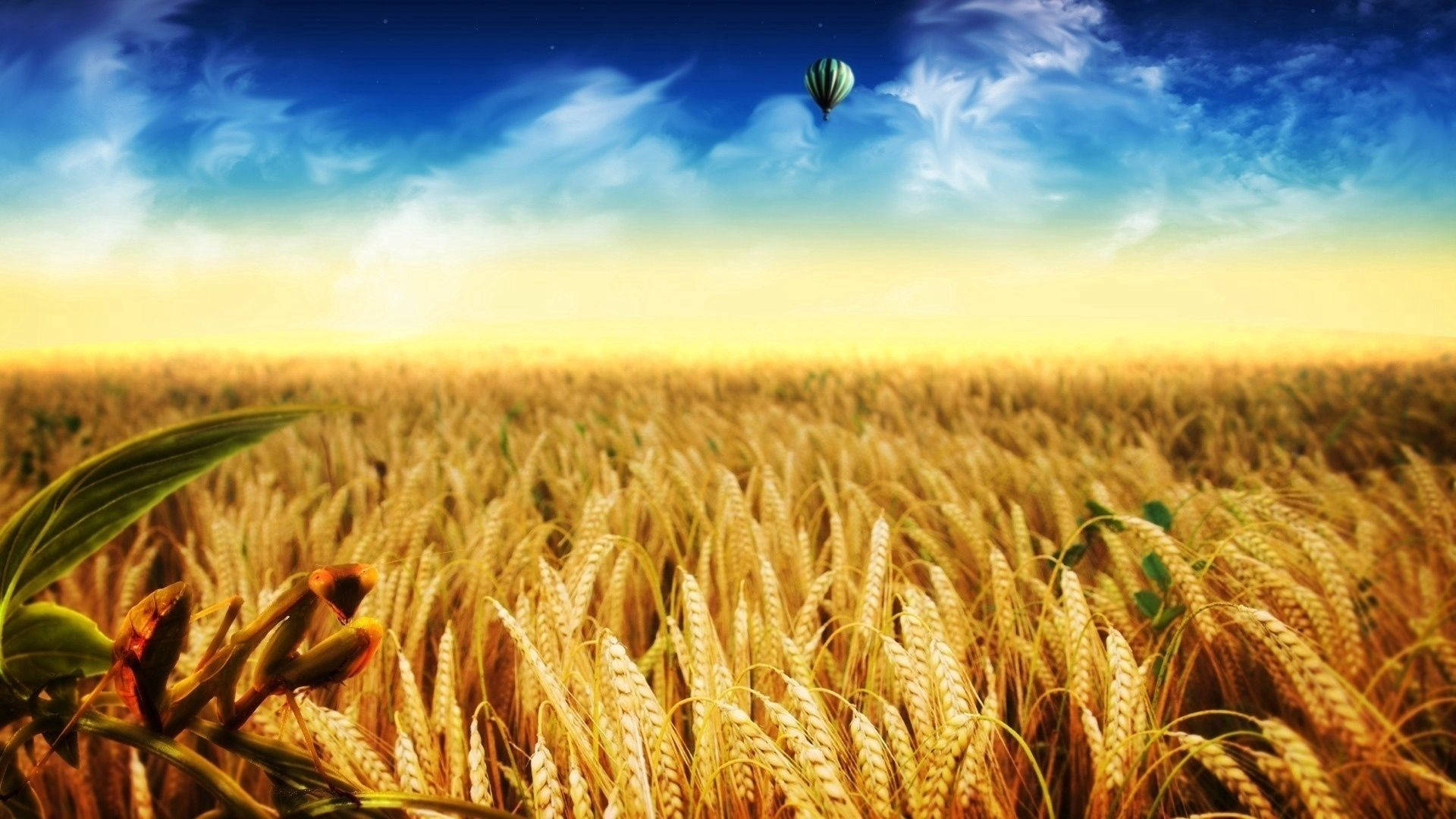 The Sun Sets On A Field of Golden Dreams Wallpaper