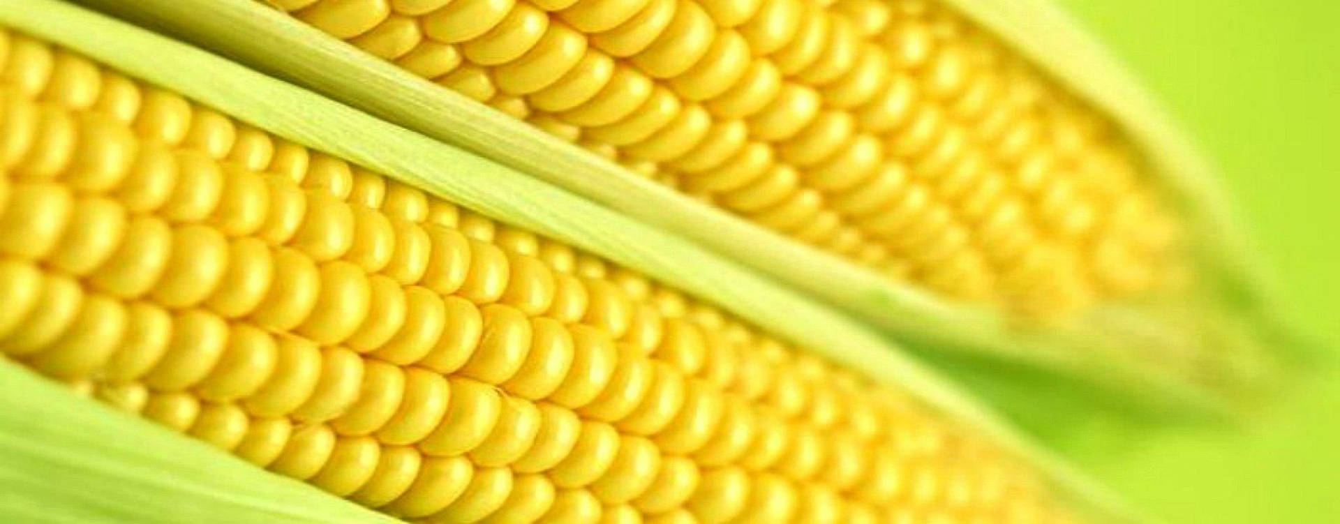 Golden Sweet Corns Wallpaper