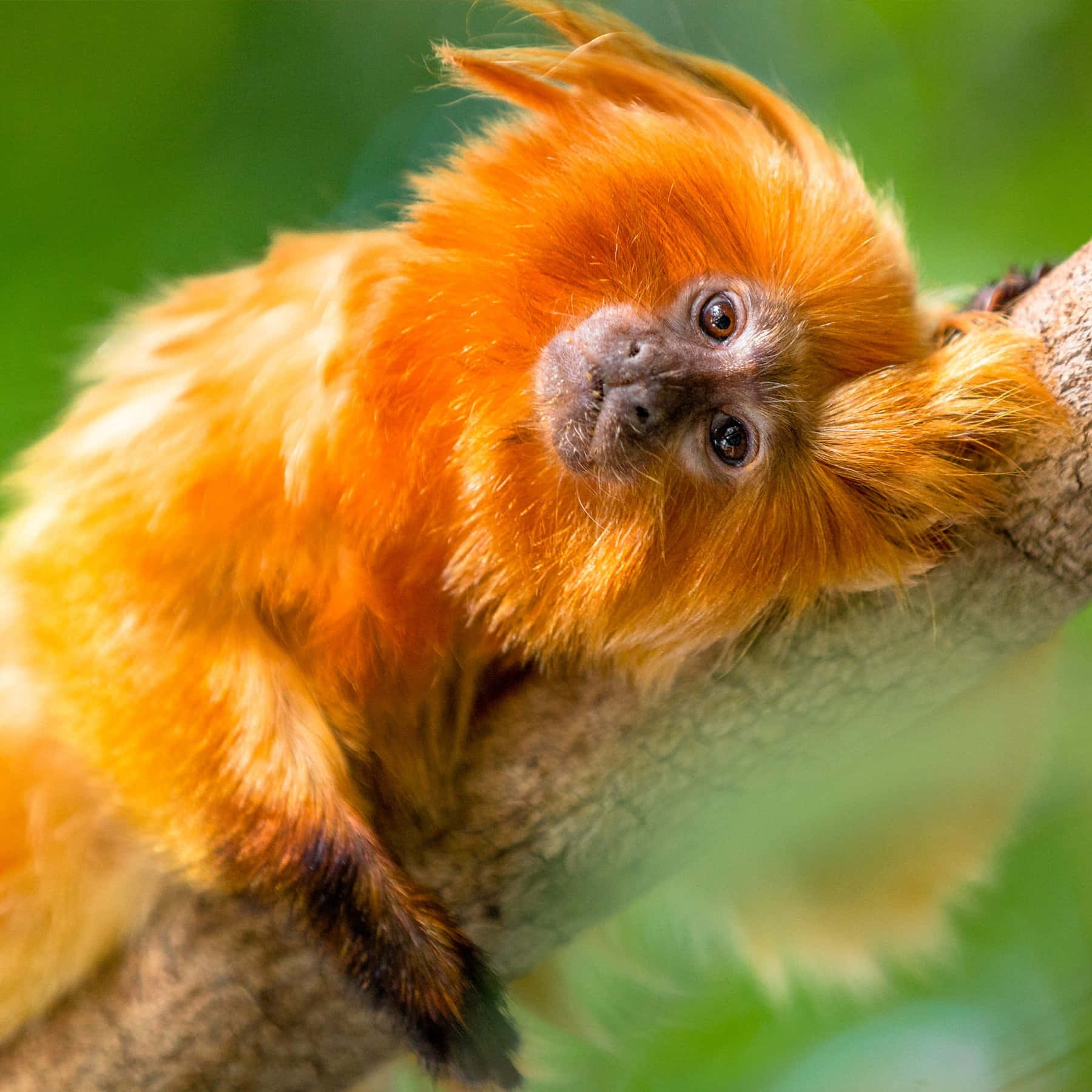 Golden Tamarin Closeup Wallpaper