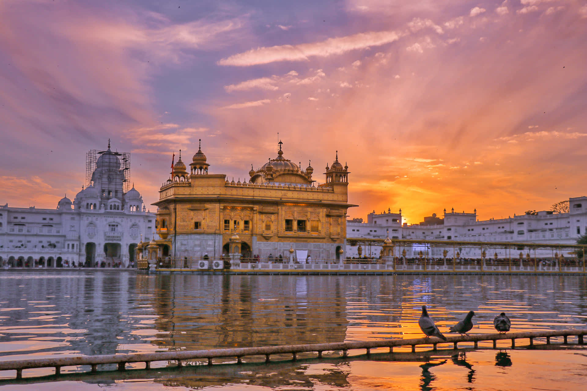 Golden Temple And Pigeons Wallpaper