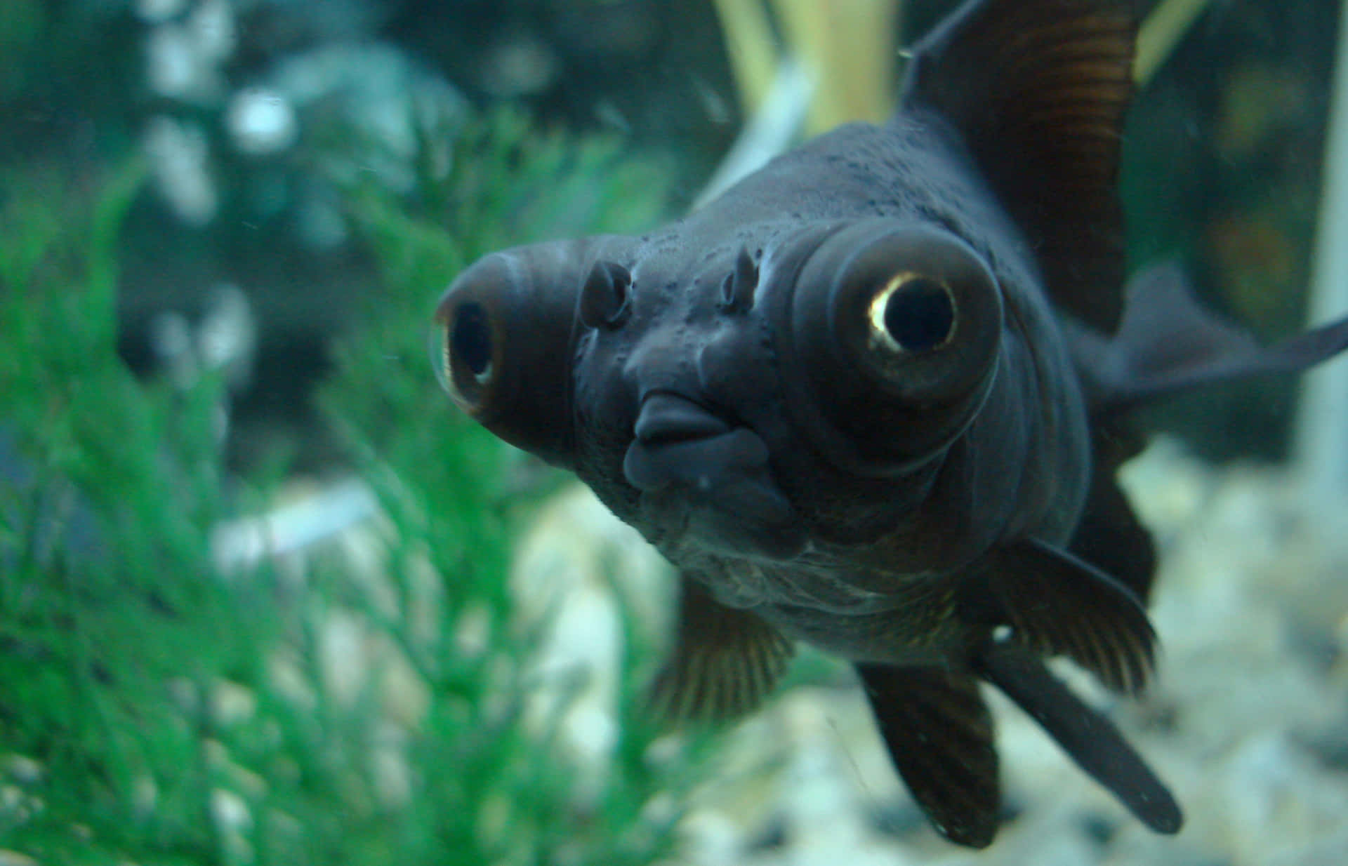 Golden Tranquility: A Close-up Image Of A Bright Goldfish Swimming In Clear Water