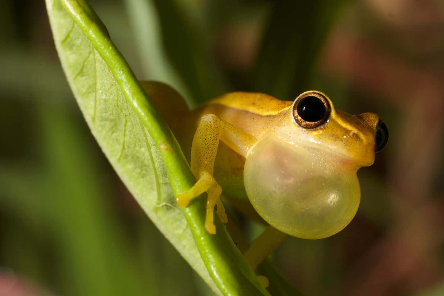 Golden Tree Frog Vocalizing Wallpaper