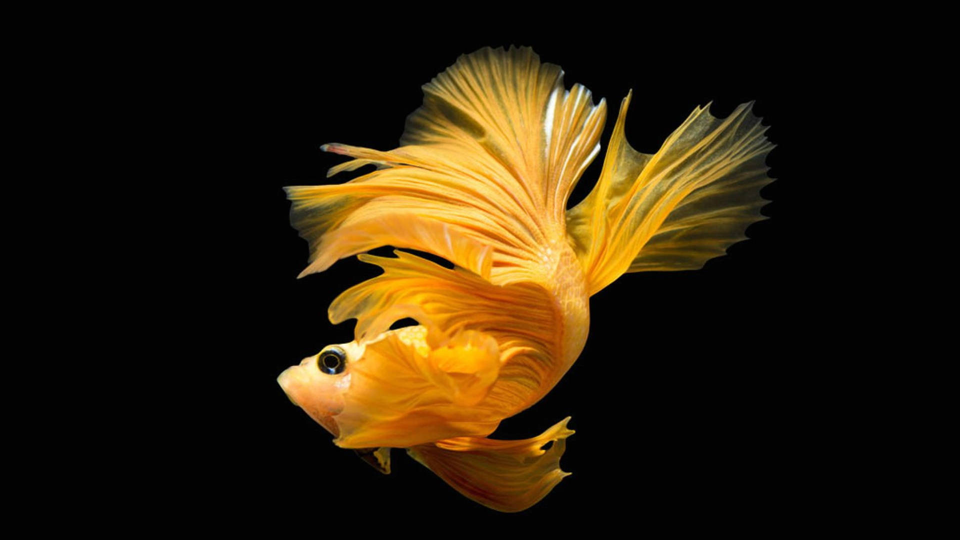 "Golden Tropical Fish Boasting Radiance Underwater" Wallpaper