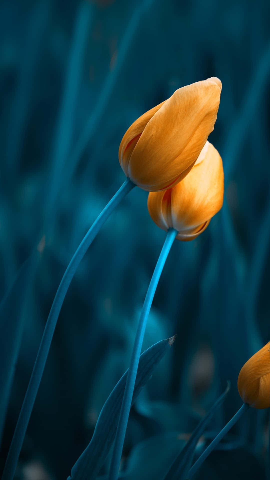 Golden Tulips Against Blue Backdrop.jpg Wallpaper