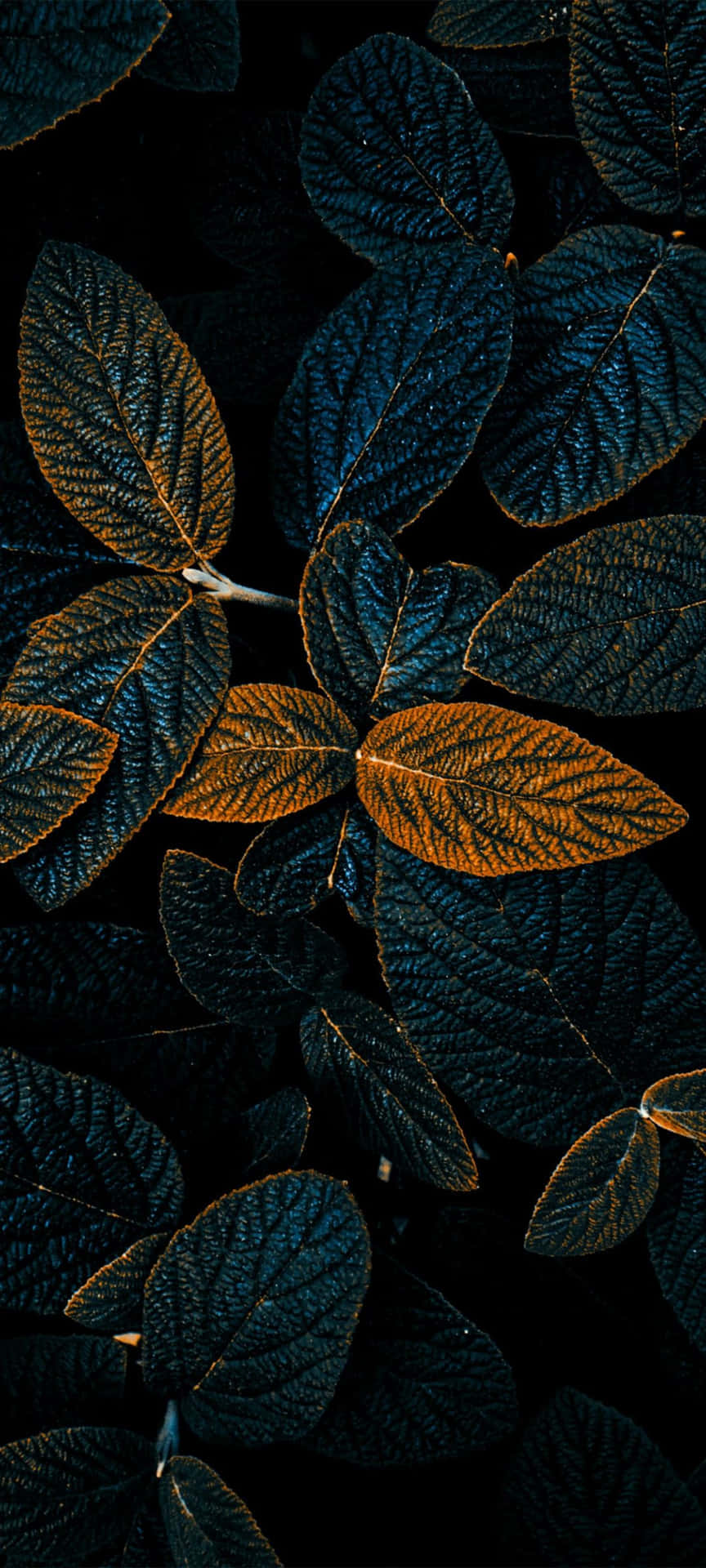 Golden Veined Leaves Dark Backdrop Wallpaper