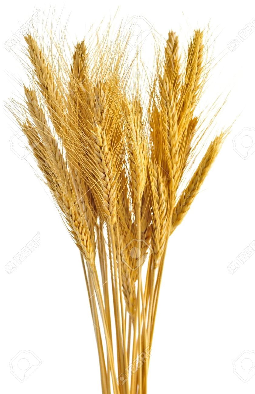 Golden Wheat Bundle PNG