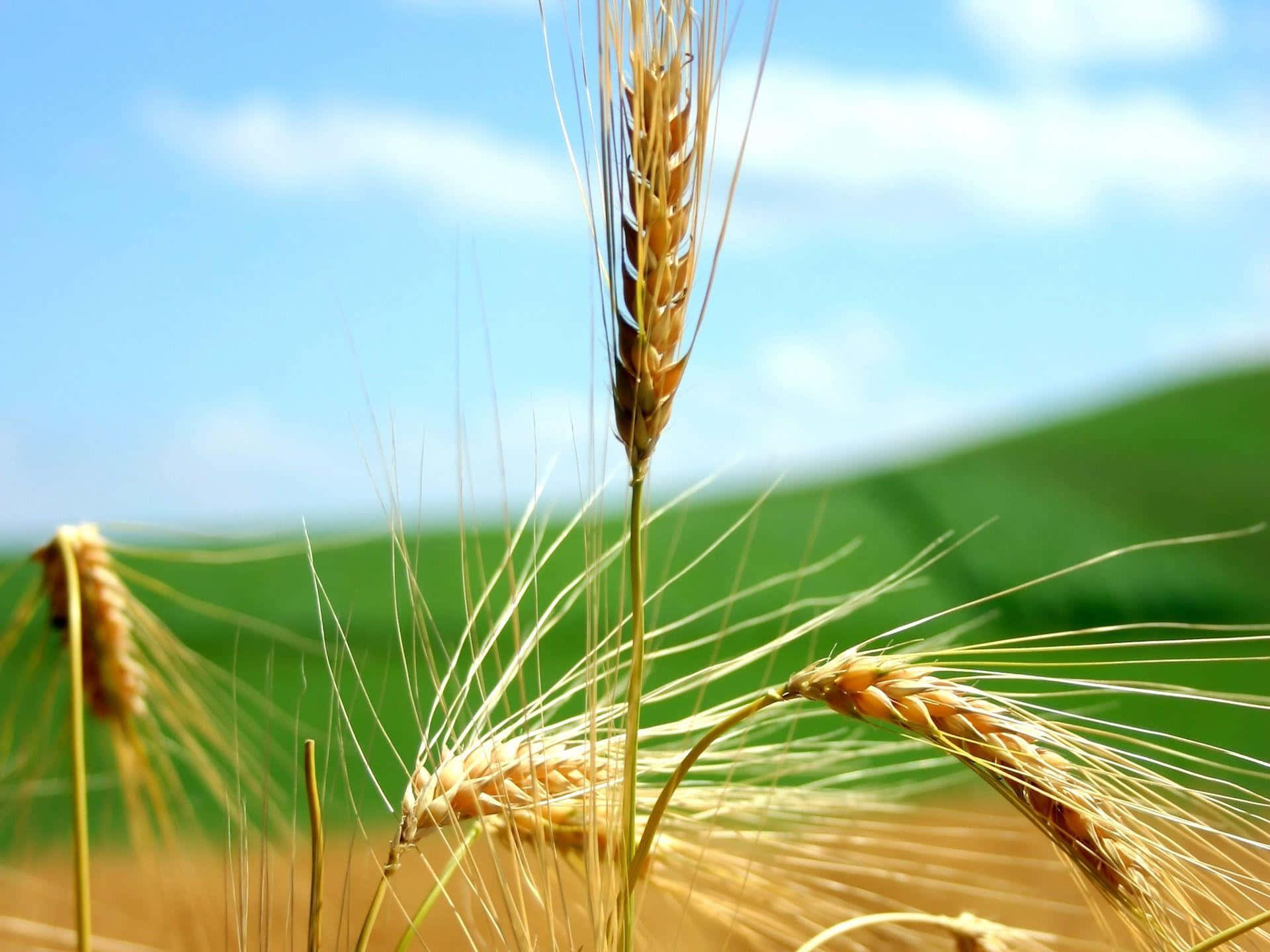 Golden Wheat Closeup Field Sky Wallpaper
