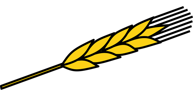 Golden Wheat Ear Black Background PNG