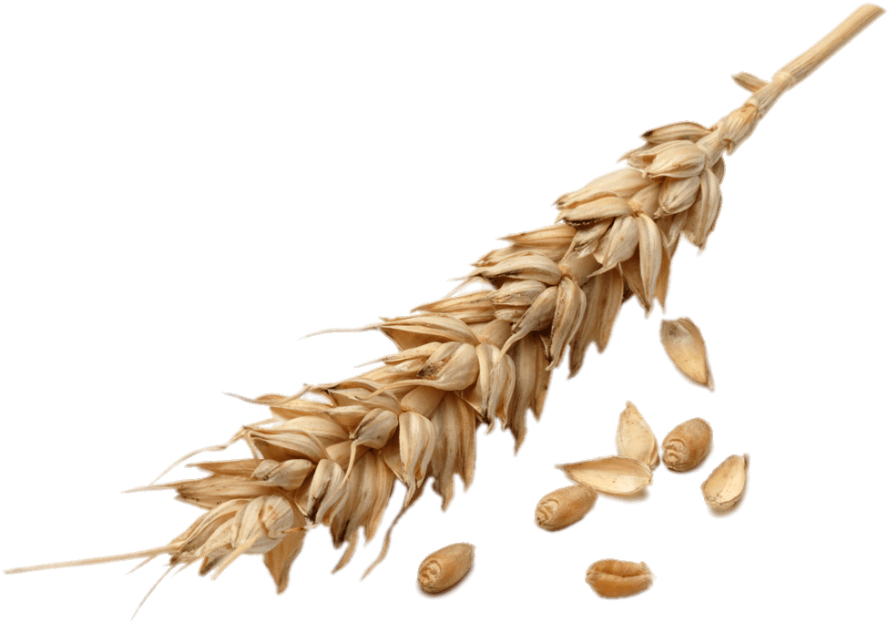 Golden Wheat Earand Grains.png PNG