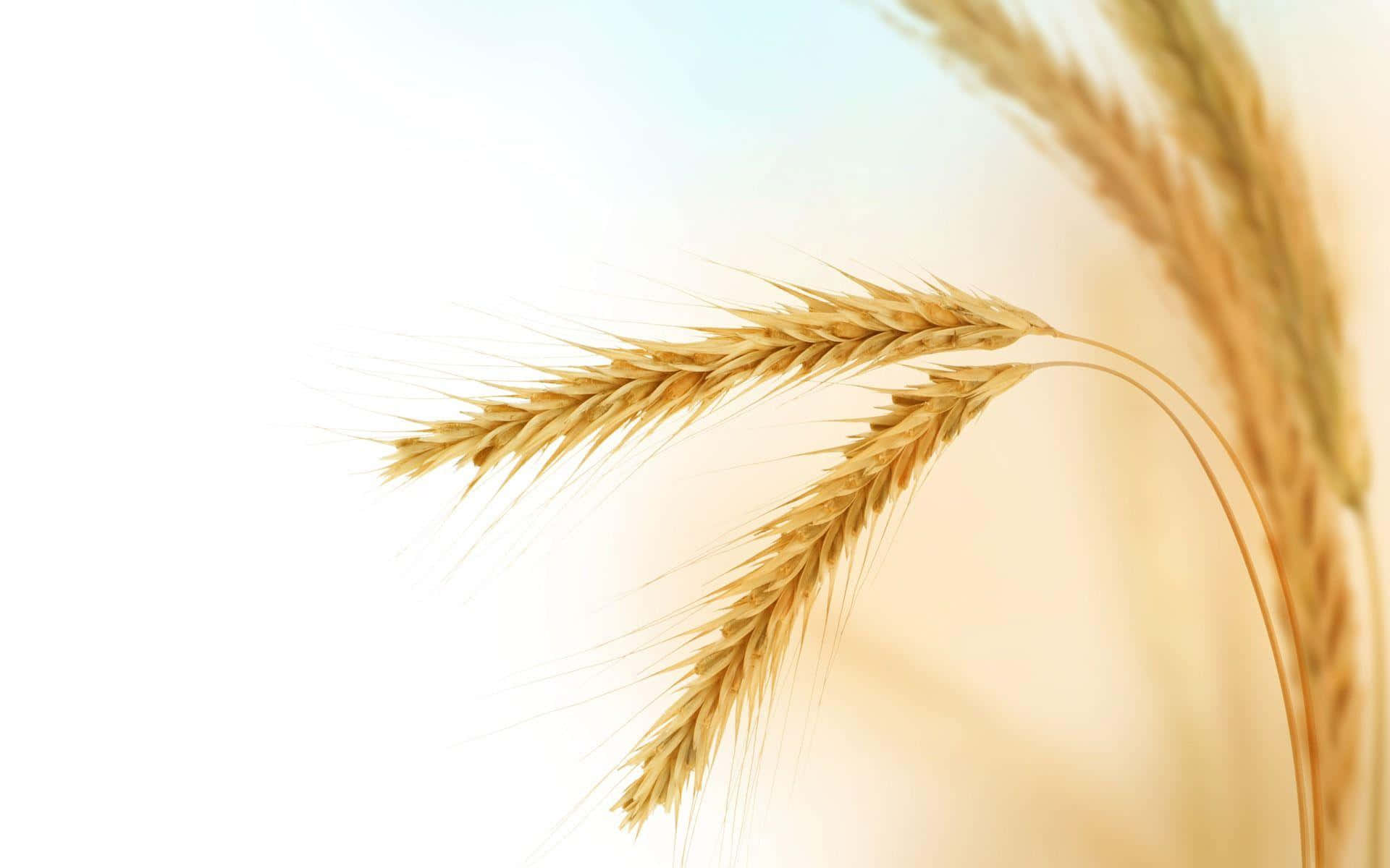 Golden Wheat Ears Against Soft Background Wallpaper