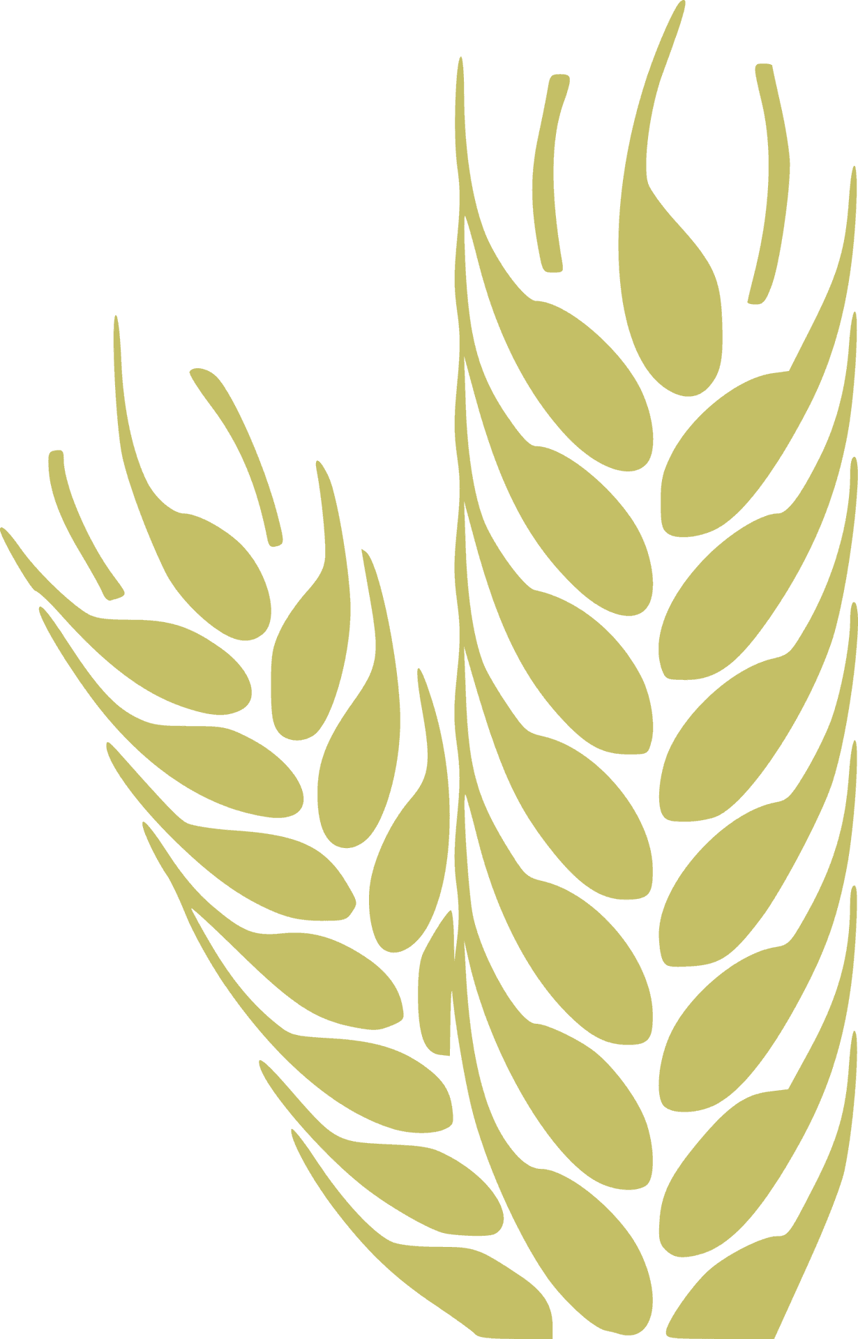 Golden Wheat Ears Graphic PNG