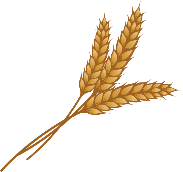 Golden Wheat Ears Illustration PNG