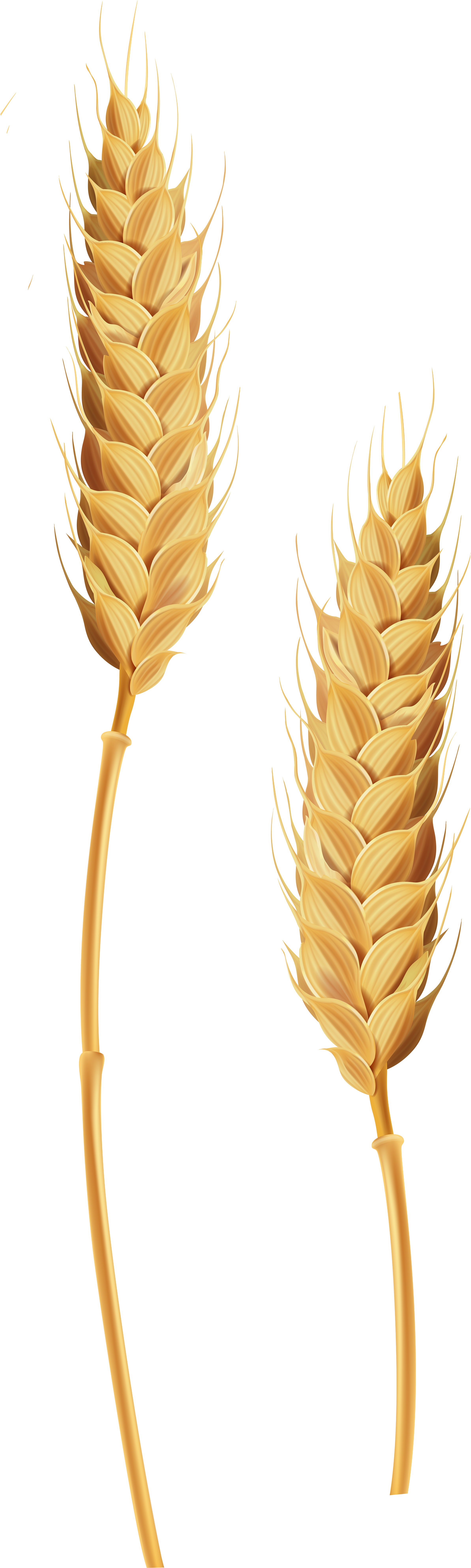 Golden Wheat Ears Illustration PNG