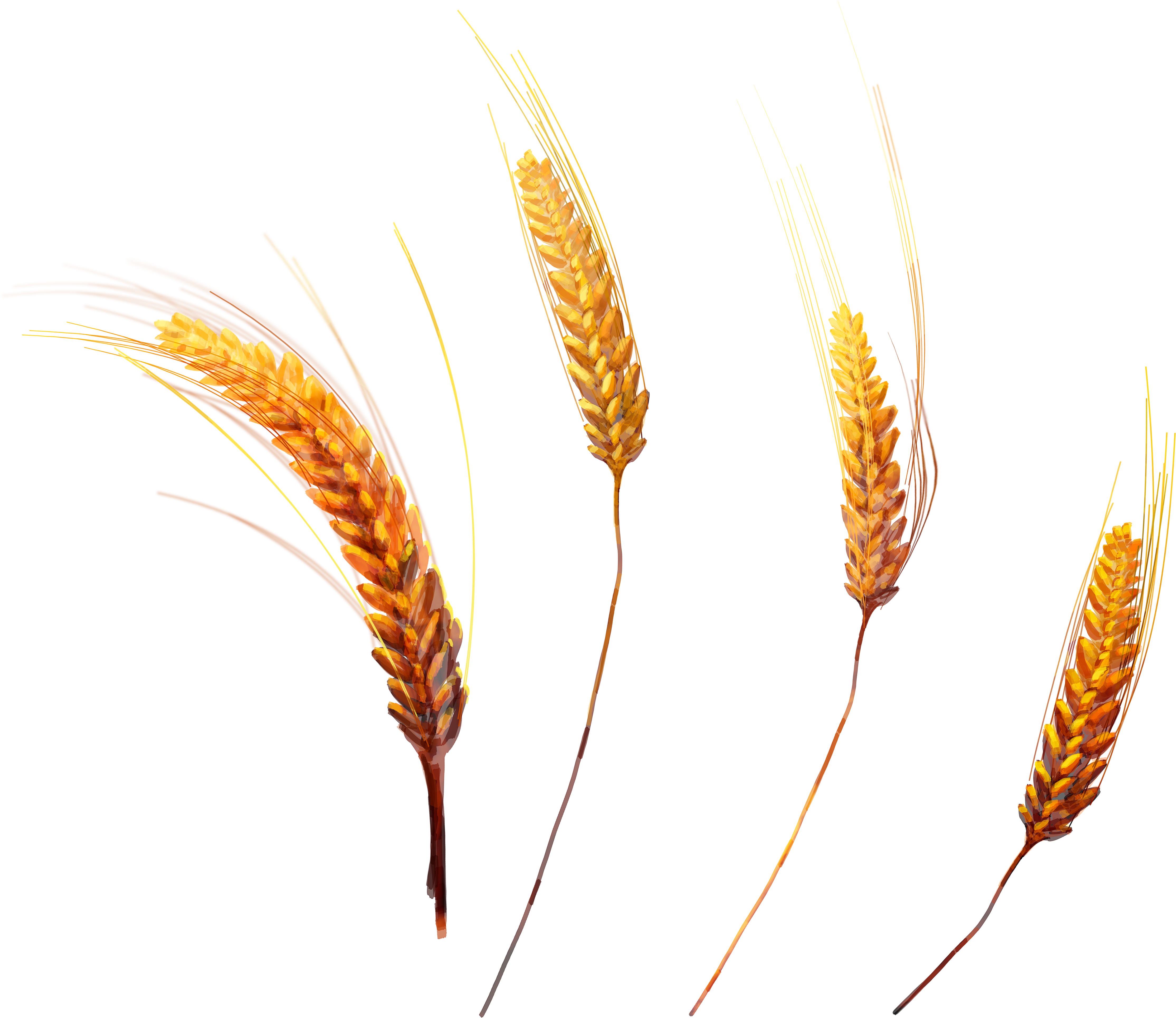 Golden Wheat Ears Isolated PNG