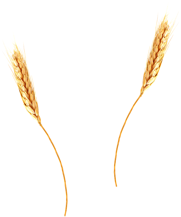 Golden Wheat Ears Isolated PNG