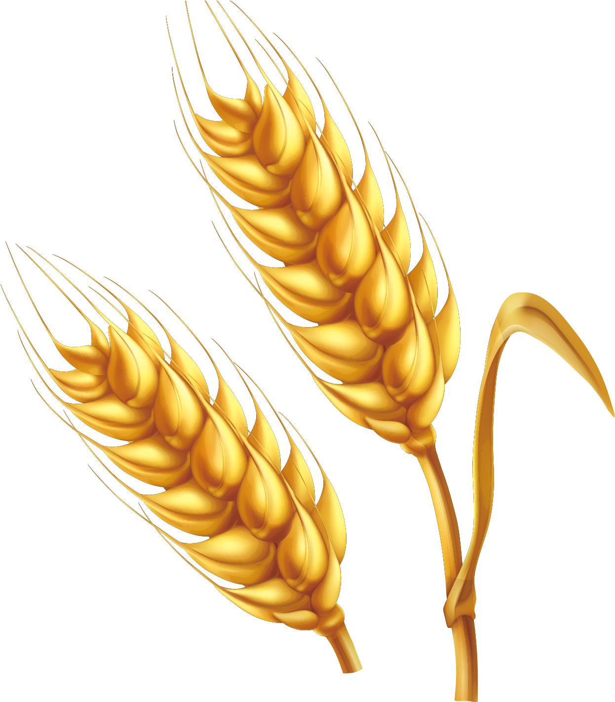 Golden Wheat Ears Vector Illustration PNG