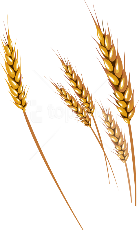 Golden Wheat Ears Vector Illustration PNG