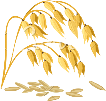 Golden Wheat Ears Vector Illustration PNG