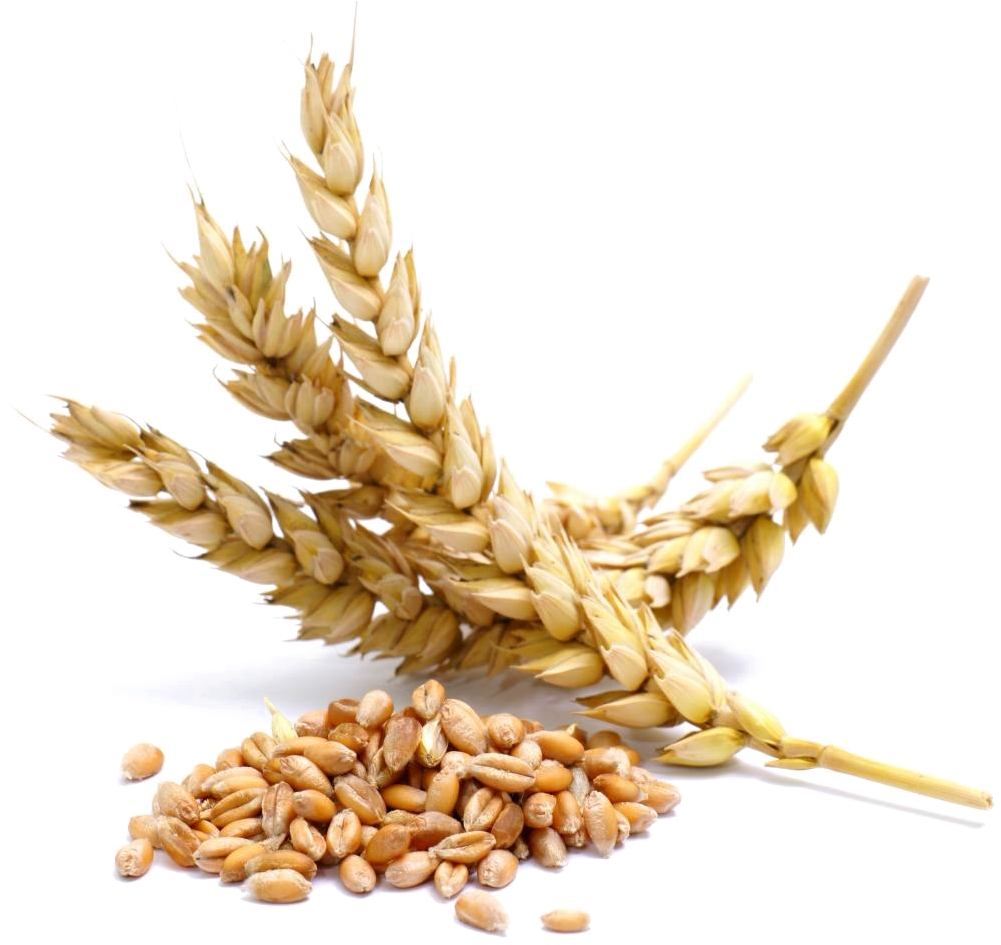 Golden Wheat Earsand Grains.png PNG