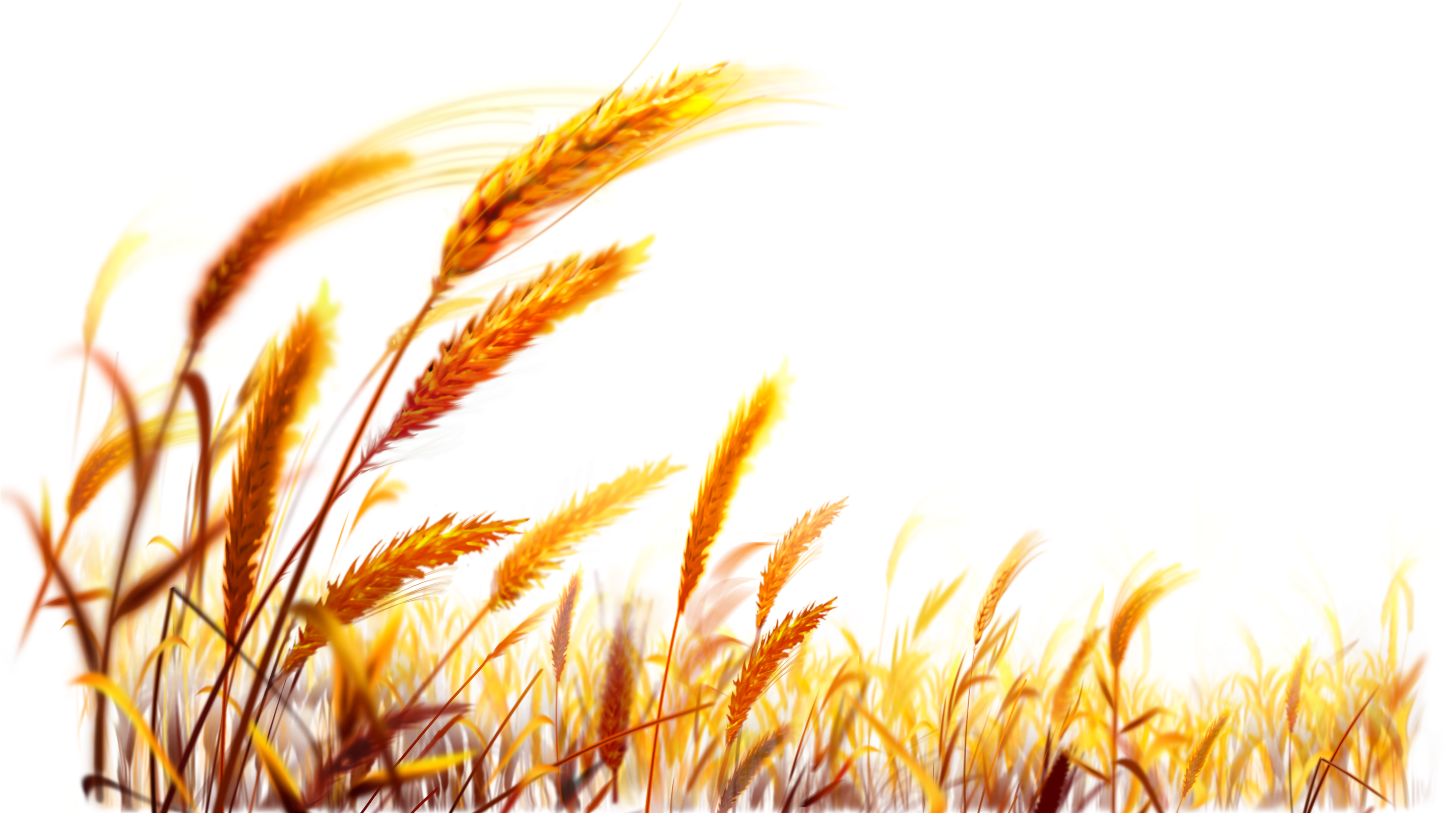 Golden Wheat Field Backdrop PNG