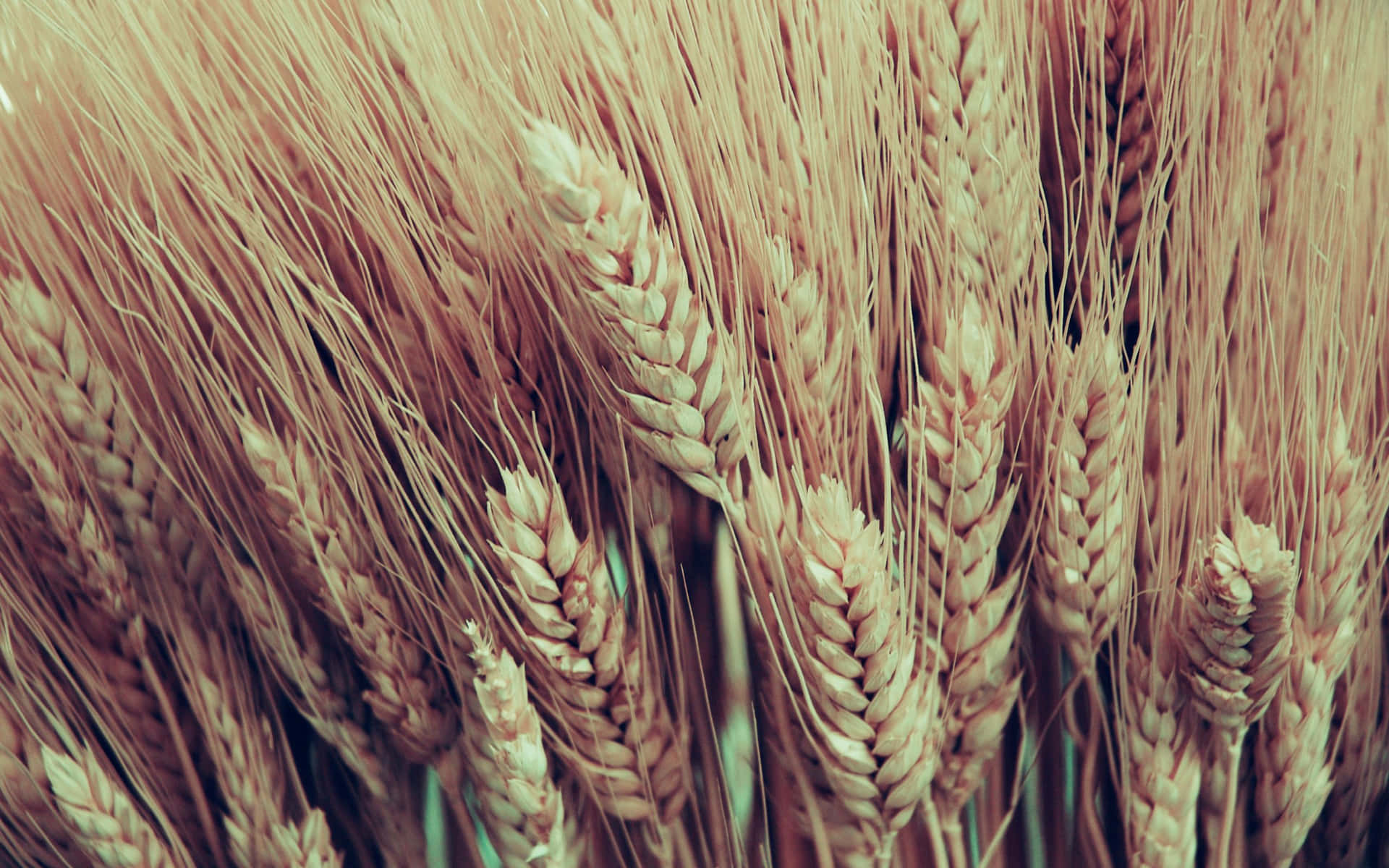 Golden Wheat Field Closeup Wallpaper