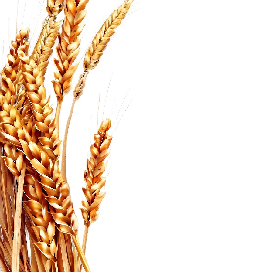 Download Golden Wheat Field Png Yce